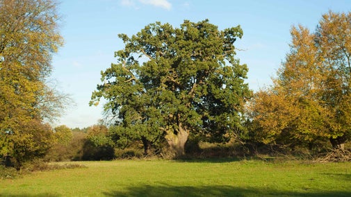Ancient oak and hornbeam trees in autumn at Hatfield Forest, Essex